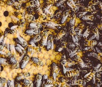 Journée Mondiale des abeilles