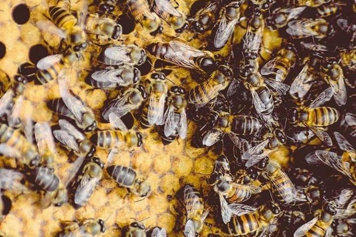 Journée Mondiale des abeilles