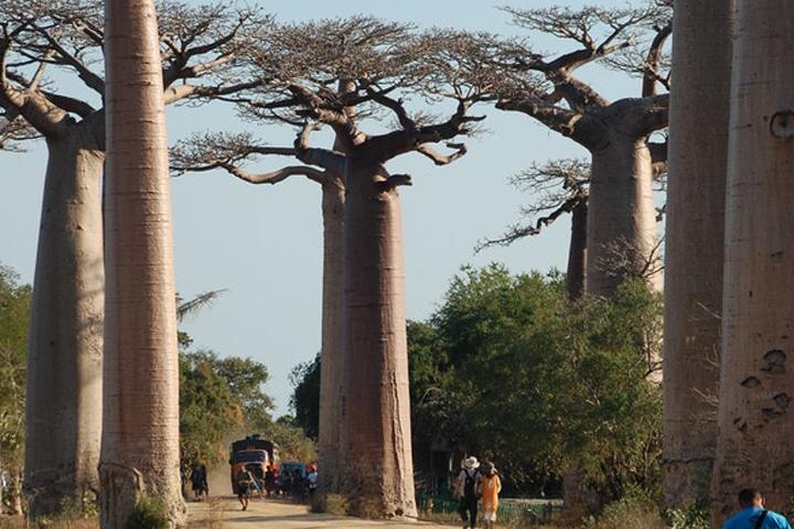 Panagora Madagascar